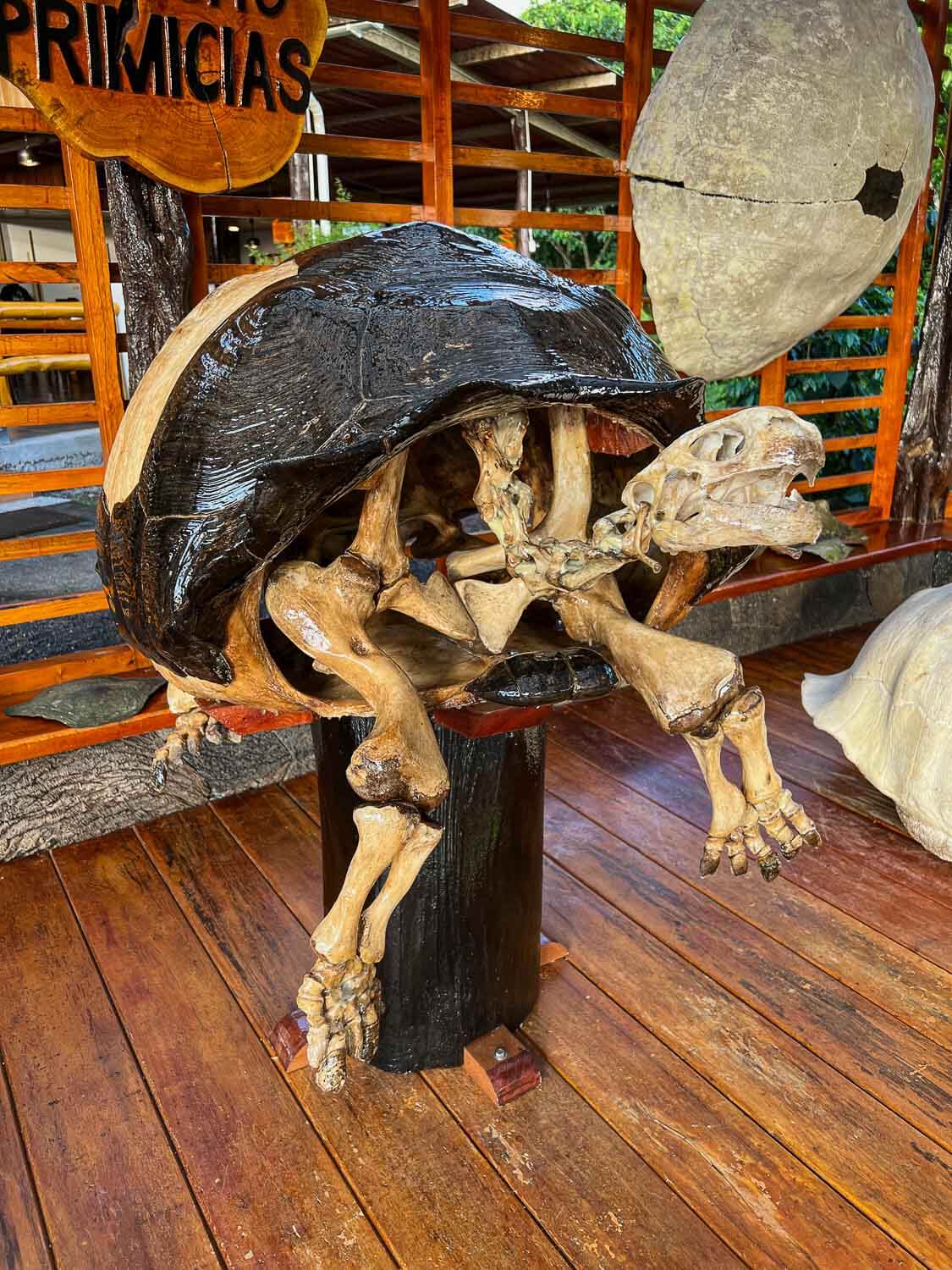 Giant tortoise skeleton at the museum of Las Primícias Reserve