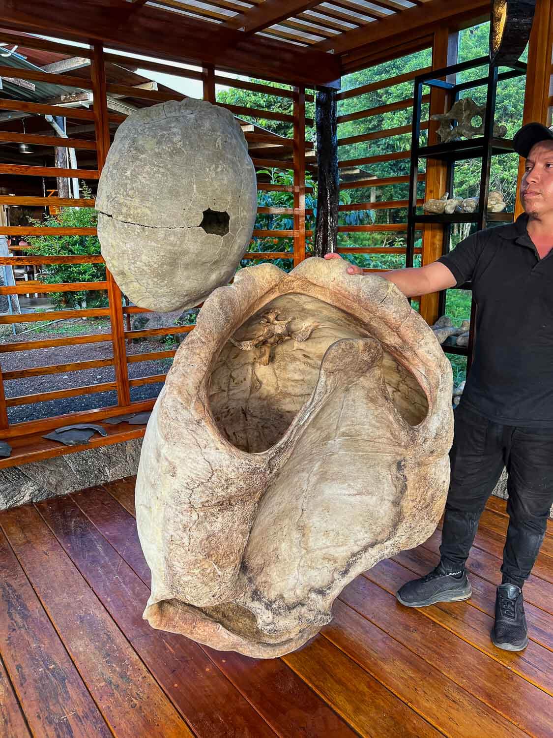 Giant shell of a tortoise in Santa Cruz island