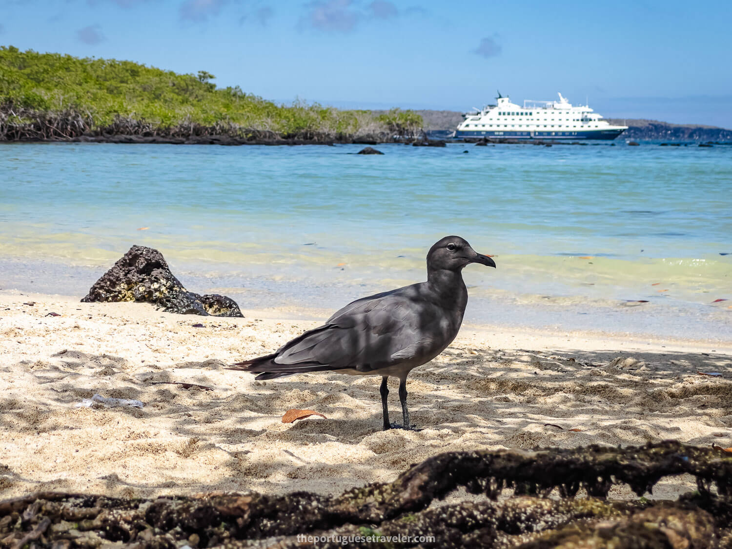 A Lava Gull at the Playa de los Alemanes beach