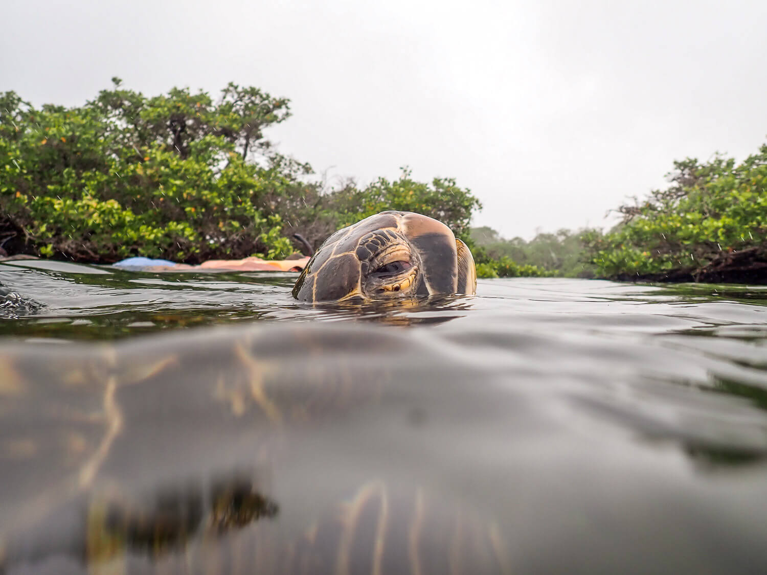 A turtle also ready to go underwater