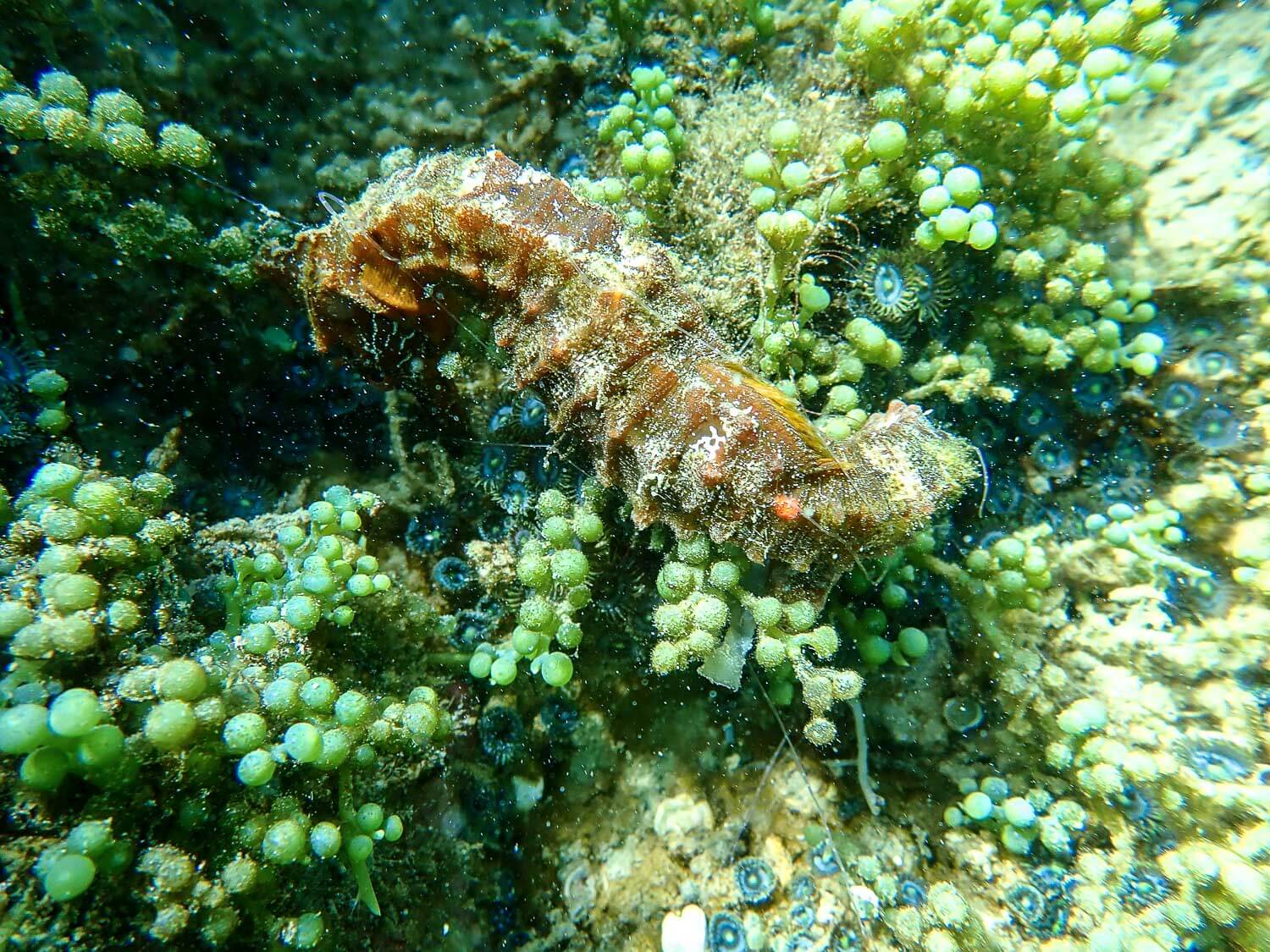 A beautiful seahorse while snorkeling in Isabela