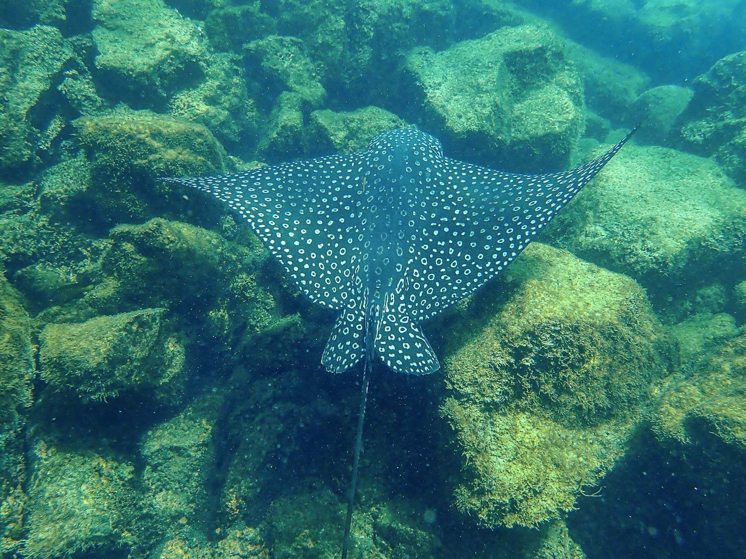 A gorgeous eagle ray while snorkeling in Isabela