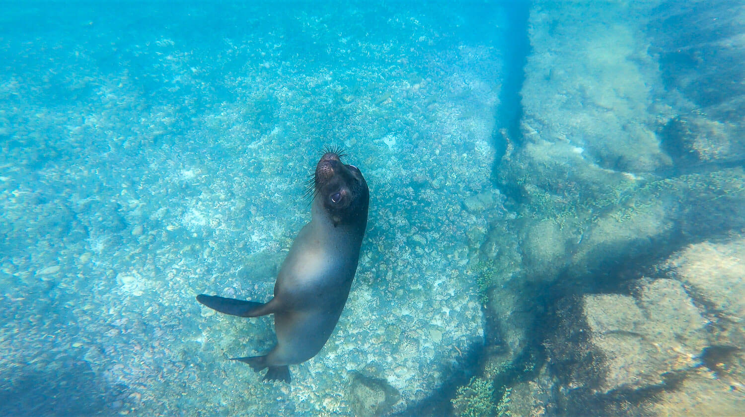 A sea lion swimming around us