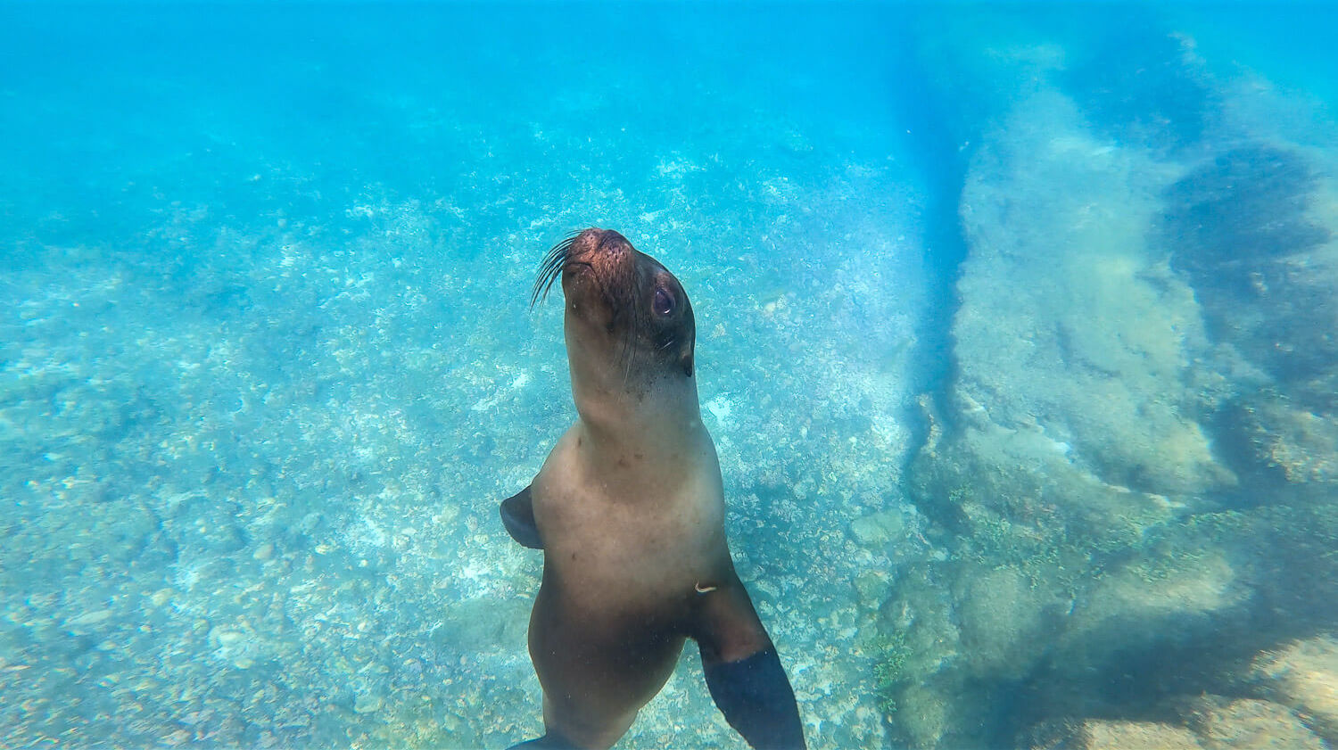 A sea lion swimming with us in Los Tuneles tour while snorkeling in Isabela, Galápagos