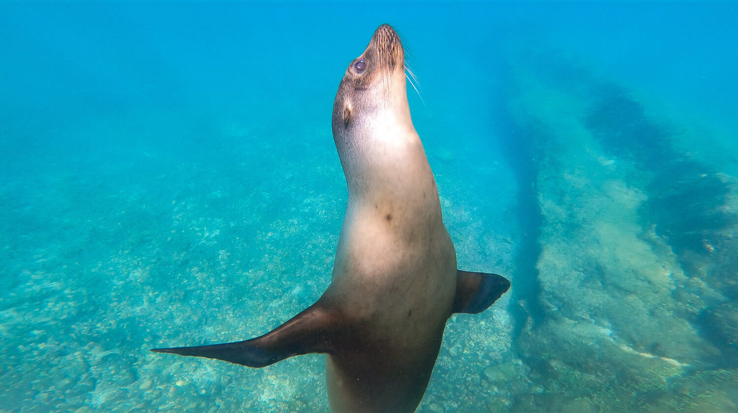 A sea lion swimming with us in Los Tuneles tour in Isabela, Galápagos