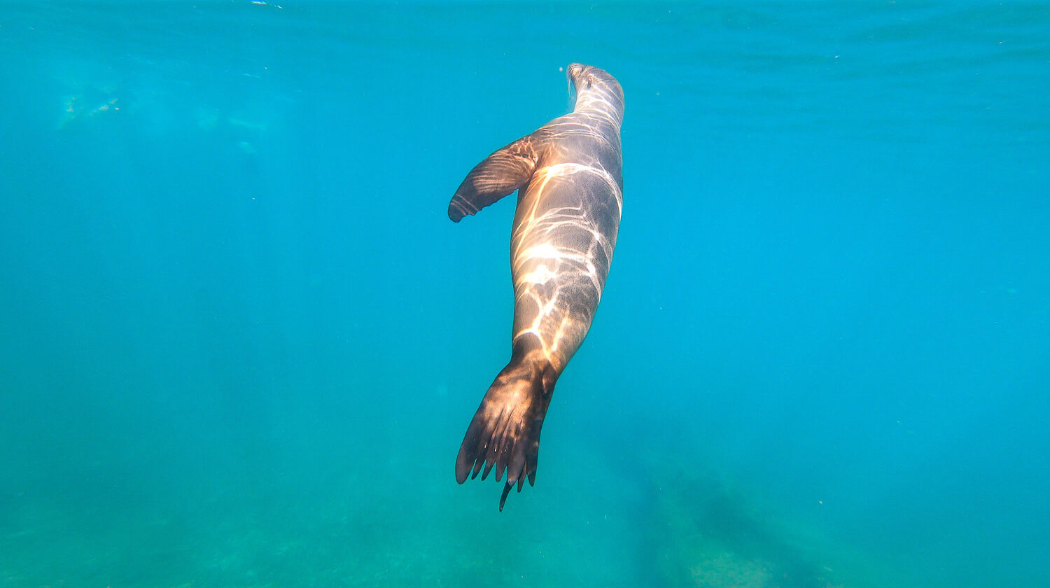 A sea lion in Los Tuneles tour