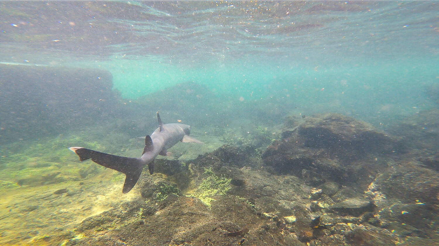 A white-tip reef shark