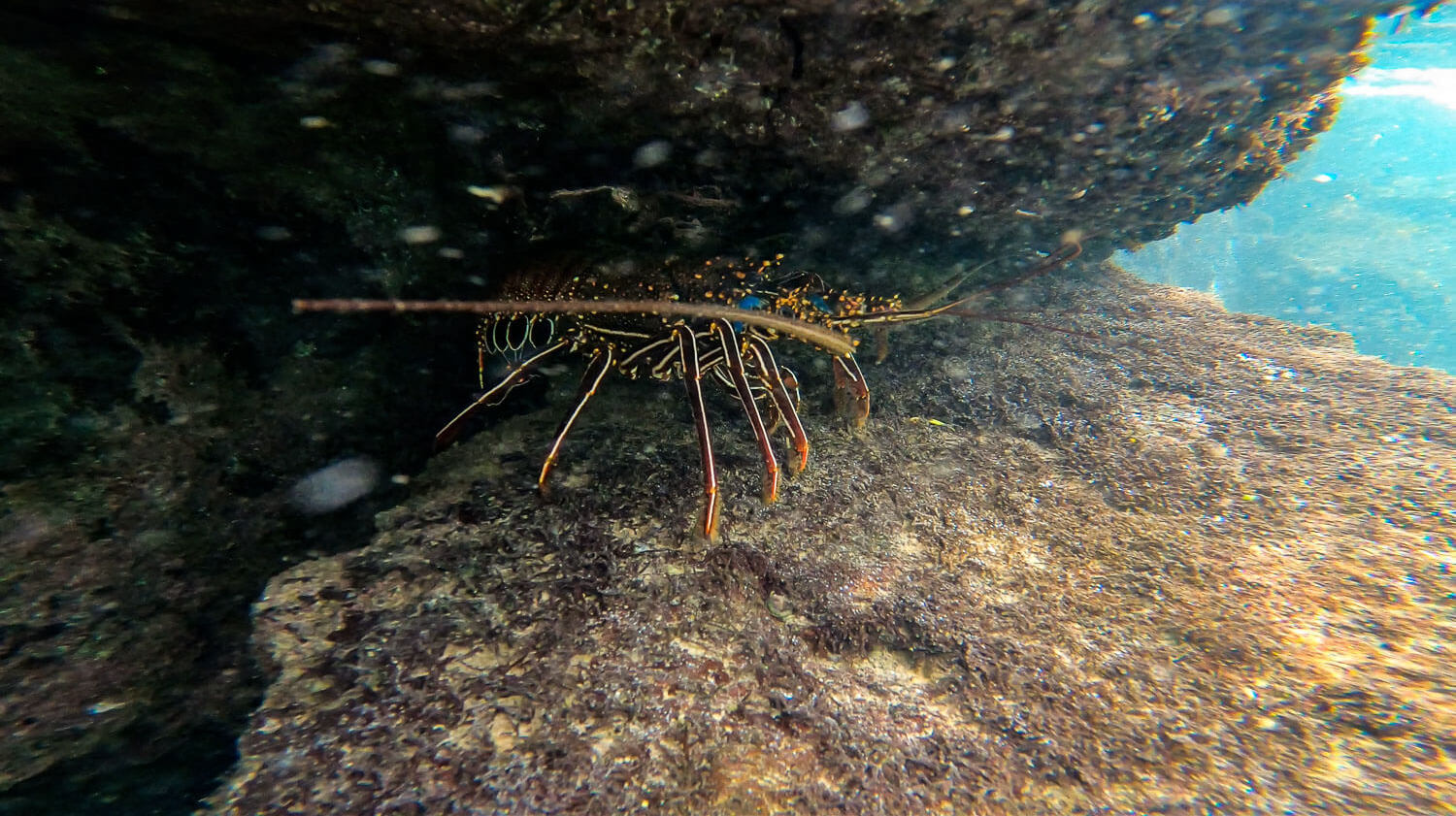 A lobster in Los Tuneles tour