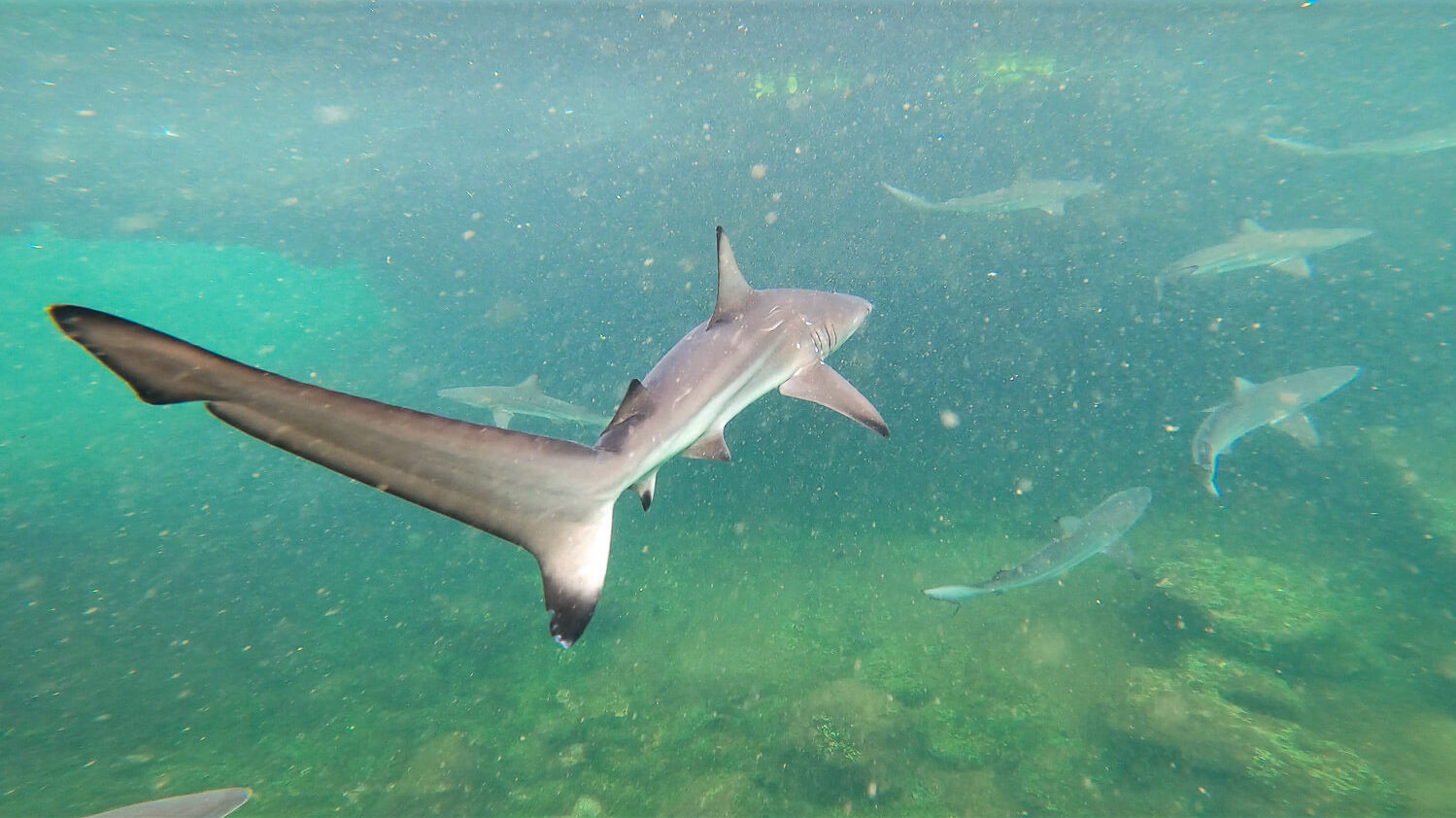 A baby reef blacktip reef shark