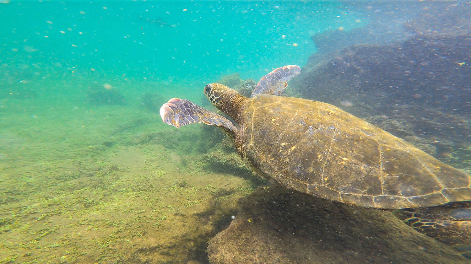 A swimming turtle while snorkeling in Isabela