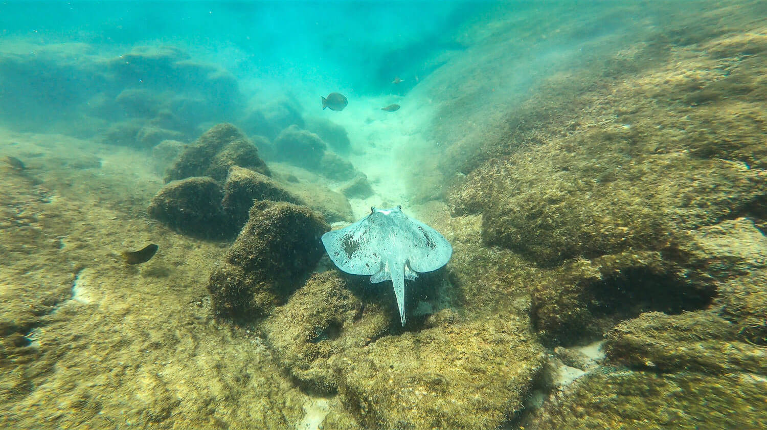 A Stingray