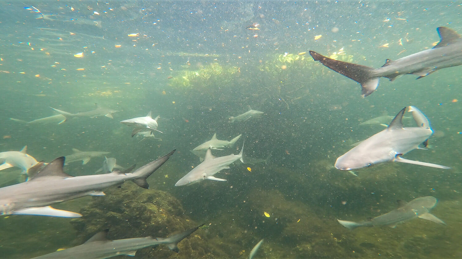 A black-tip reef shark nursery