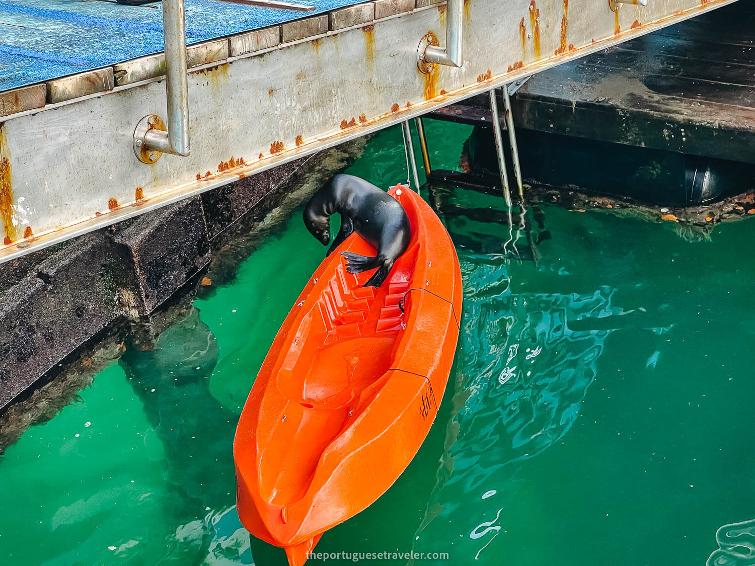 A sea lion kayaking at the Puerto Baquerizo port