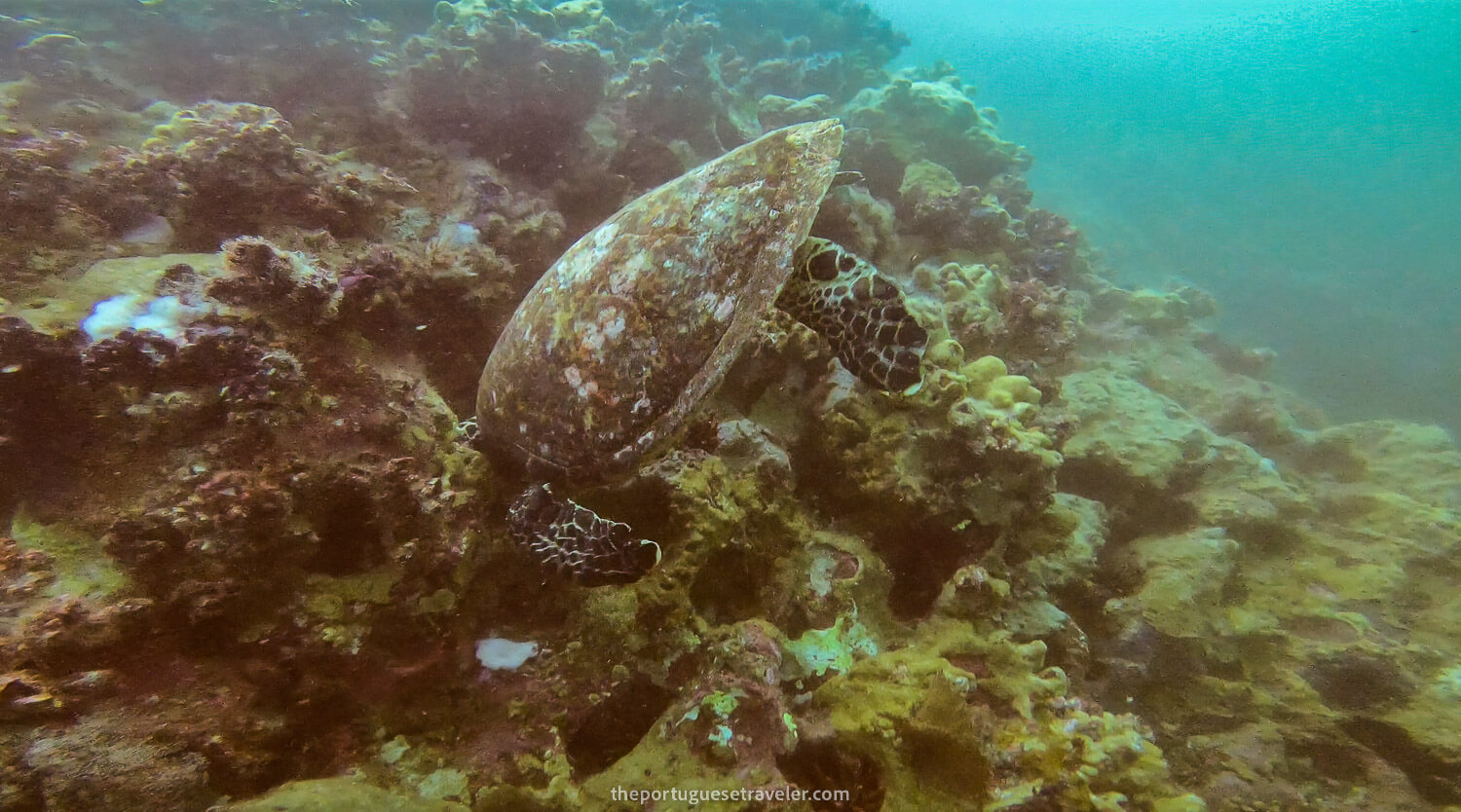 A turtle eating corals on the first dive