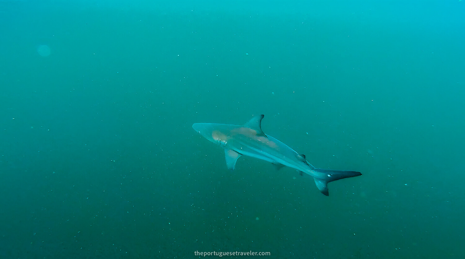 A blacktip reef shark while snorkeling