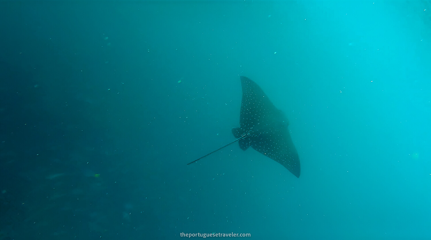 A spotted eagle ray at Kicker Rock dive site in San Cristobal, Galápagos
