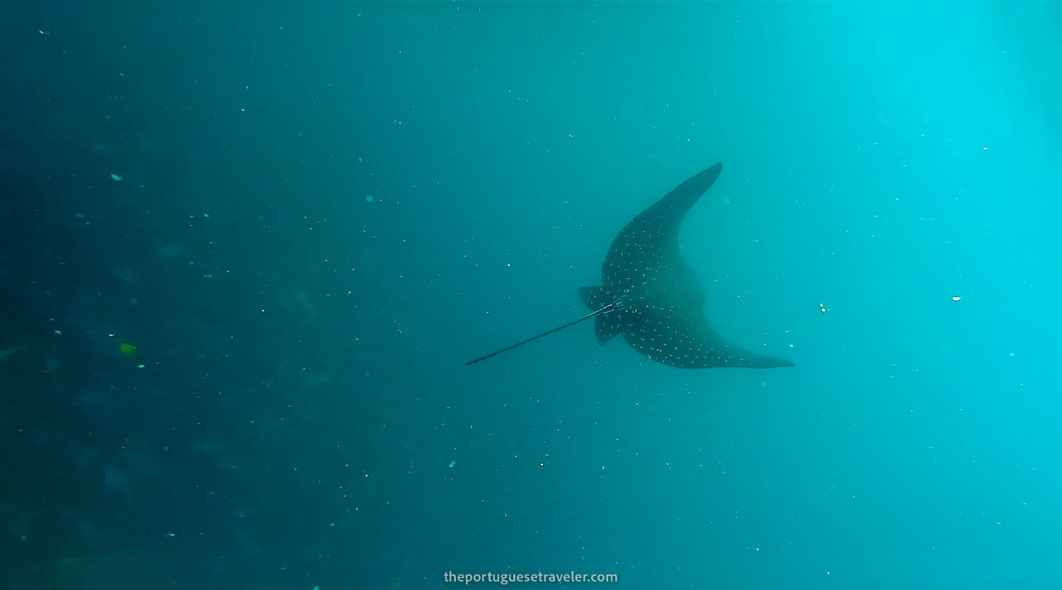 An eagle ray spotted while snorkeling at Kicker Rock