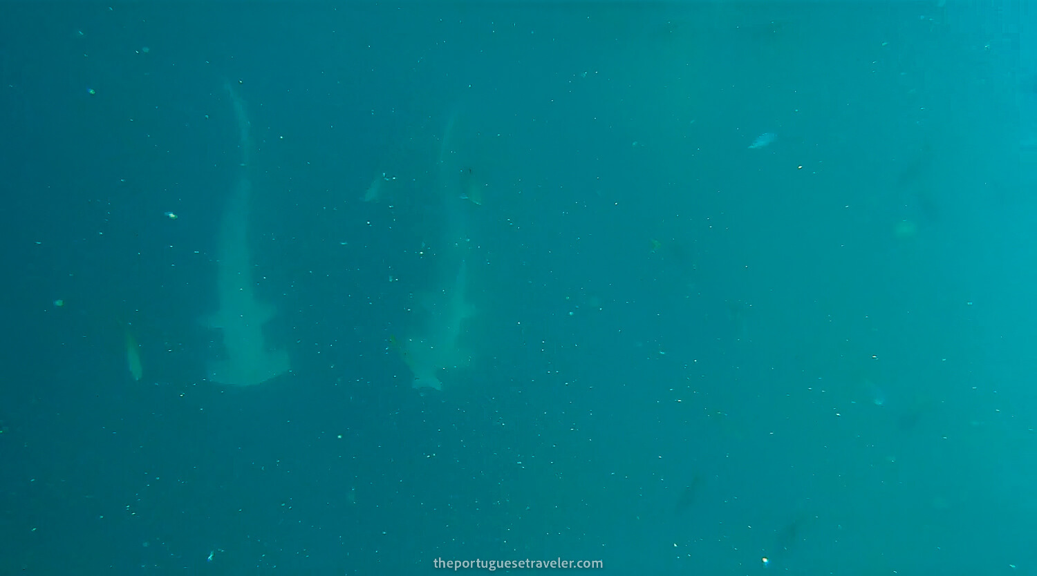 Two hammerhead sharks in Kicker Rock dive site in San Cristobal, Galápagos