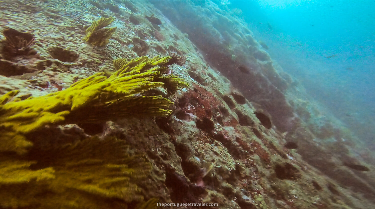 Corals under Kicker Rock