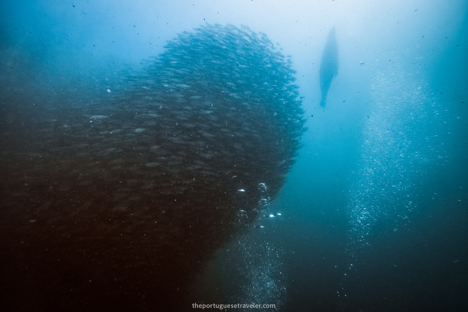 Diving in Kicker Rock, a school of salema fish and a sea lion