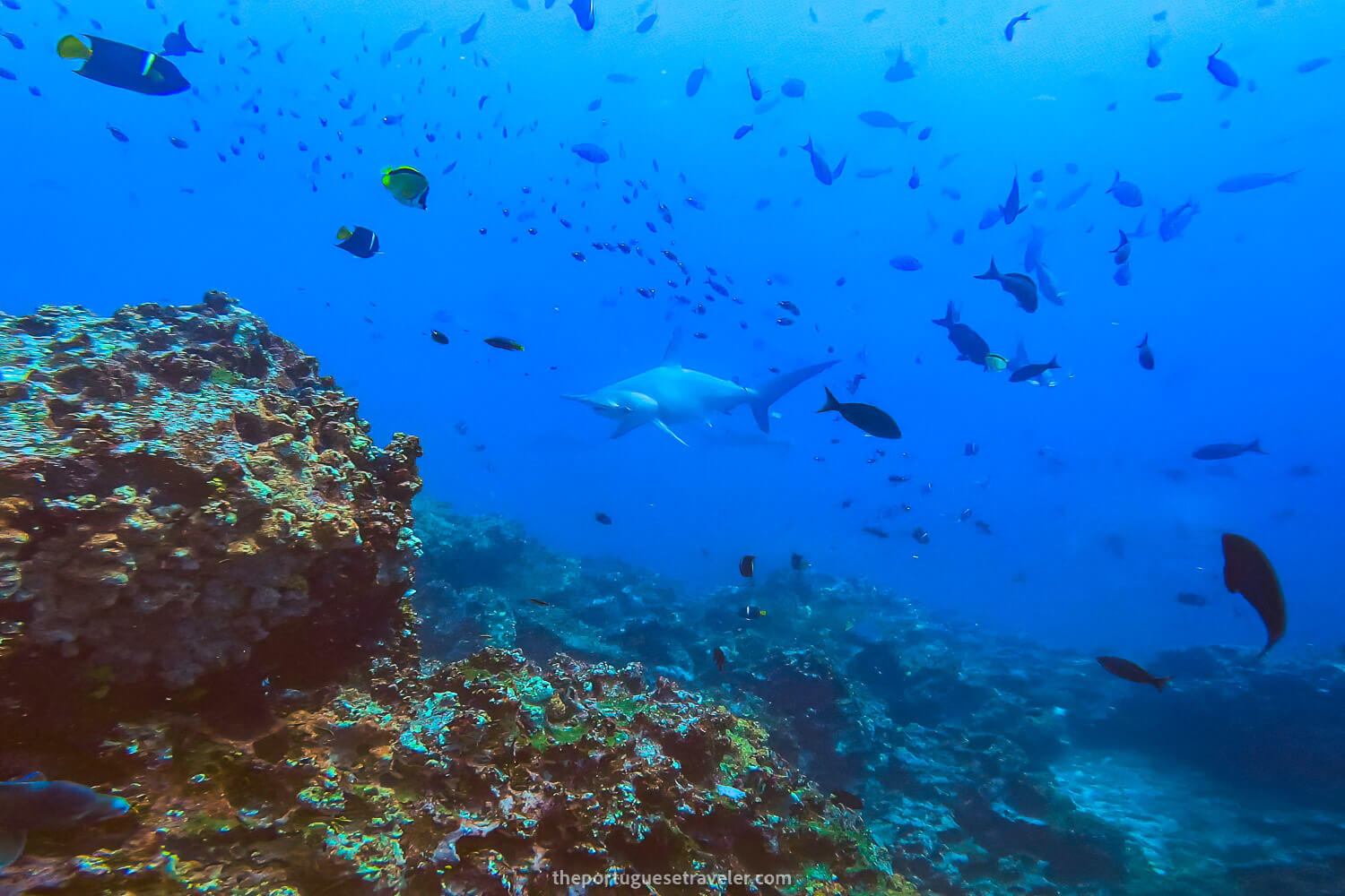 A Hammerhead Shark while diving in Gordon Rocks dive site, Santa Cruz, Galápagos