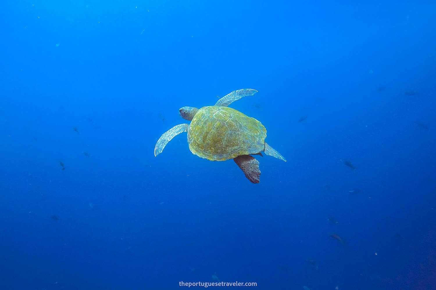 A sea turtle at Kicker Rock
