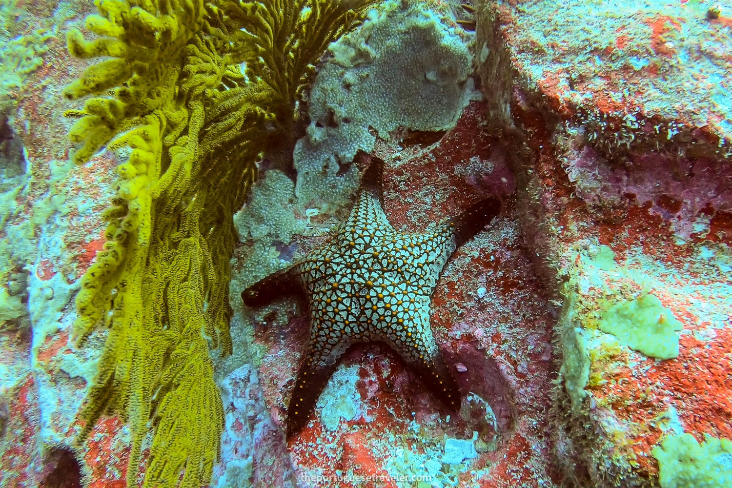 A sea star at the wall of Kicker Rock