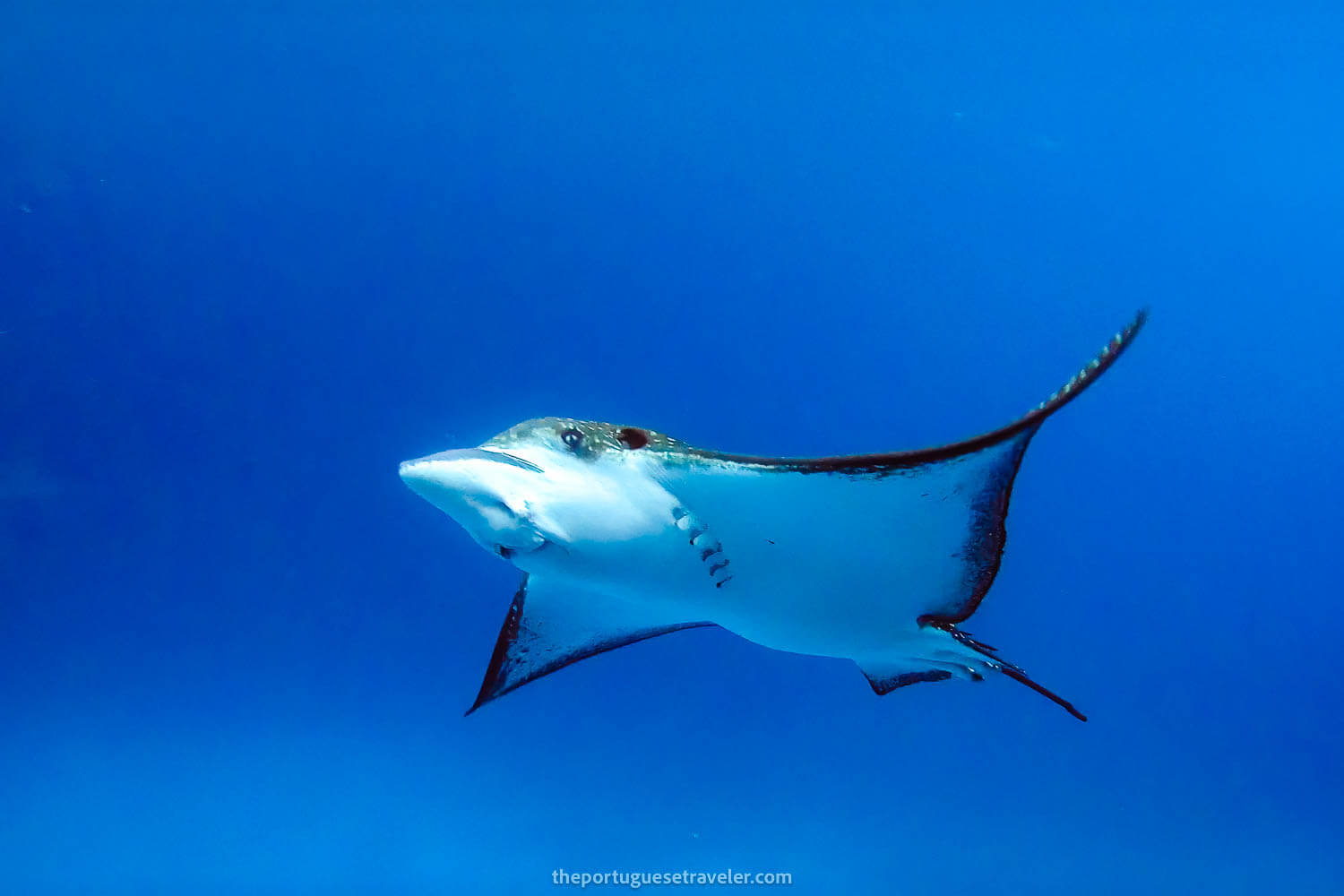 The first eagle ray that passed by