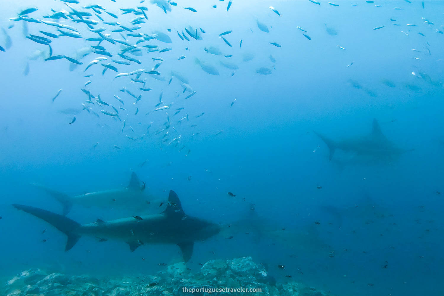 Nine hammerhead sharks swimming by