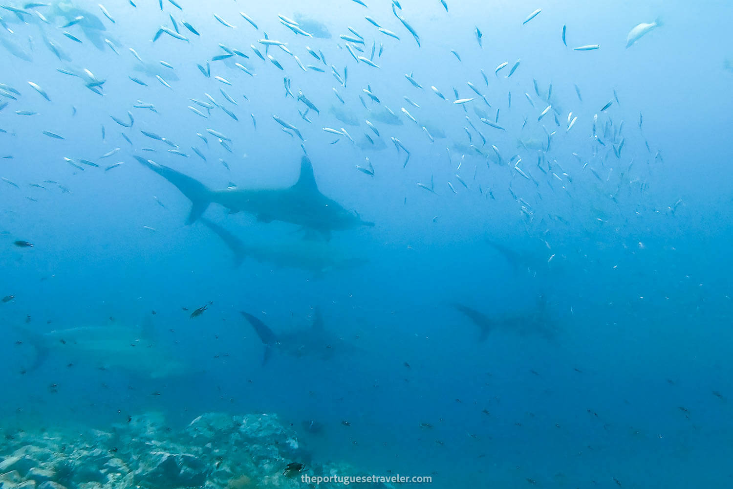 Nine hammerhead sharks swimming by