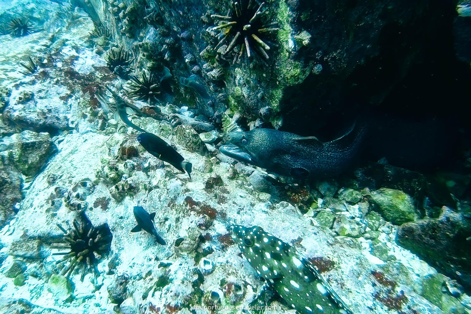 A moray eel in Kicker Rock