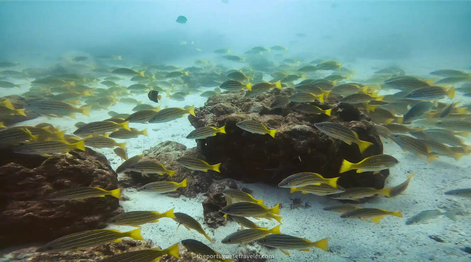 Blue Gold Snappers in Mosquera Dive Site