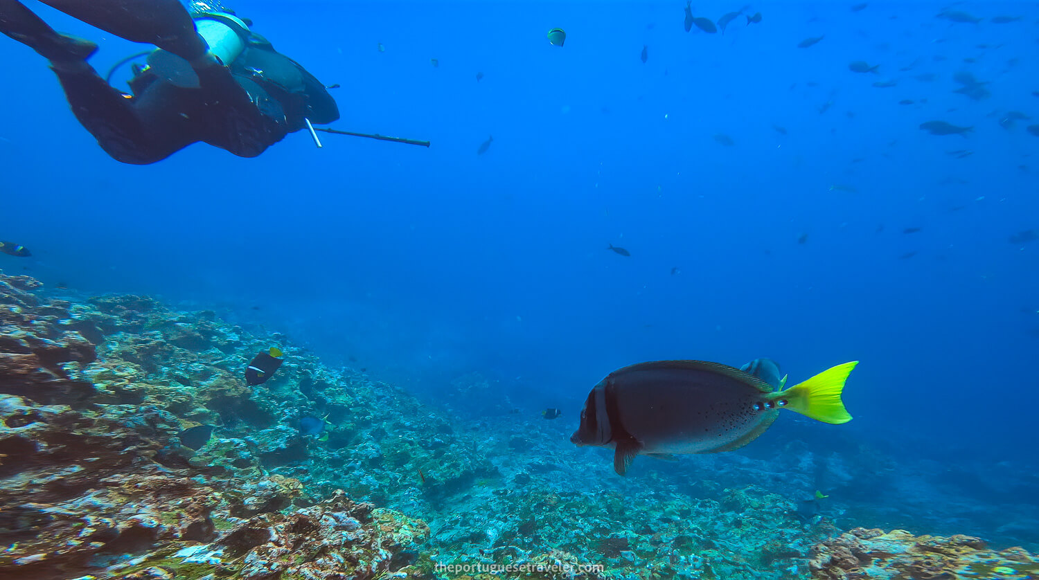 Diving in Gordon Rocks