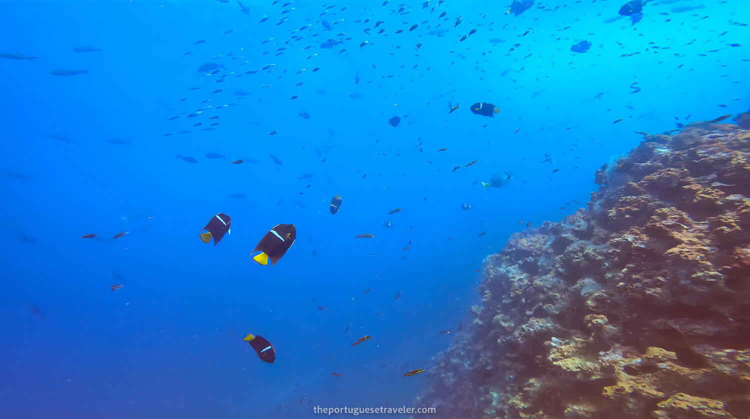 King Angelfish and a halocline