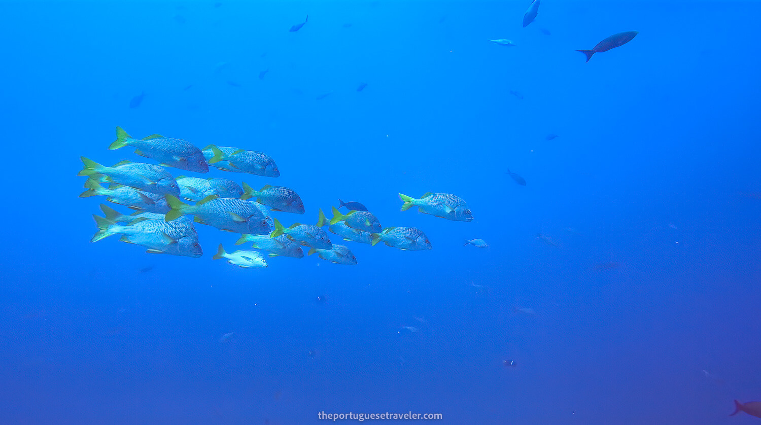 A school of Galápagos Yellowtail Grunt