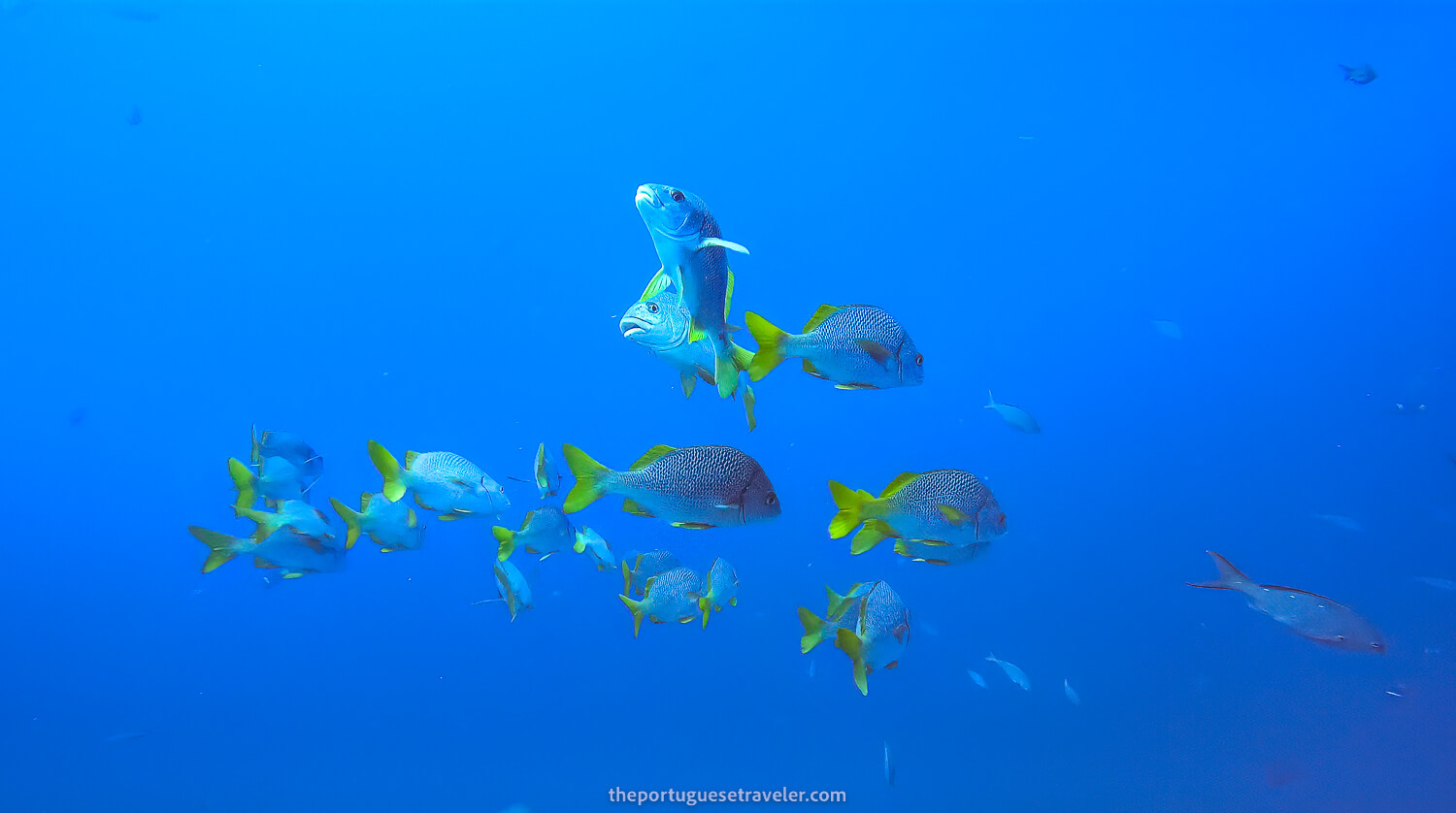 A school of Yellowtail Grunt