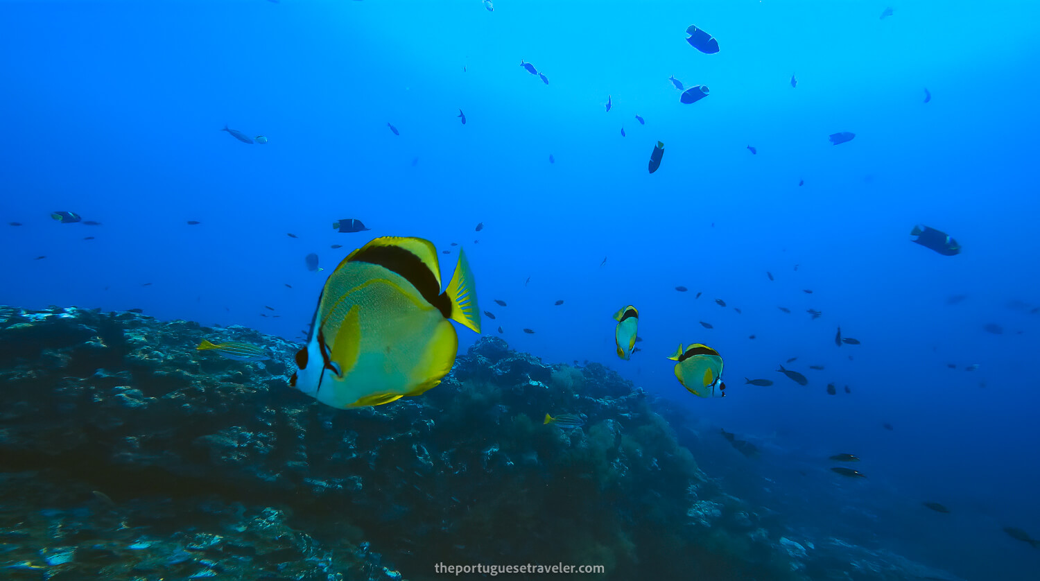 Beautiful Barberfish or Blacknosed Butterflyfish at Gordon Rocks dive site