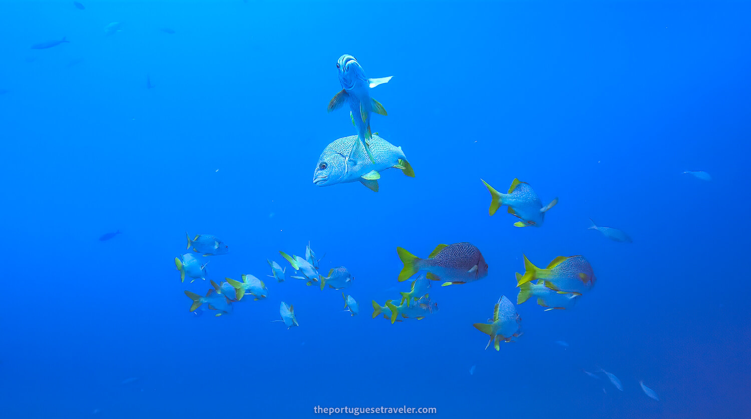 A school of Galápagos Yellowtail Grunt