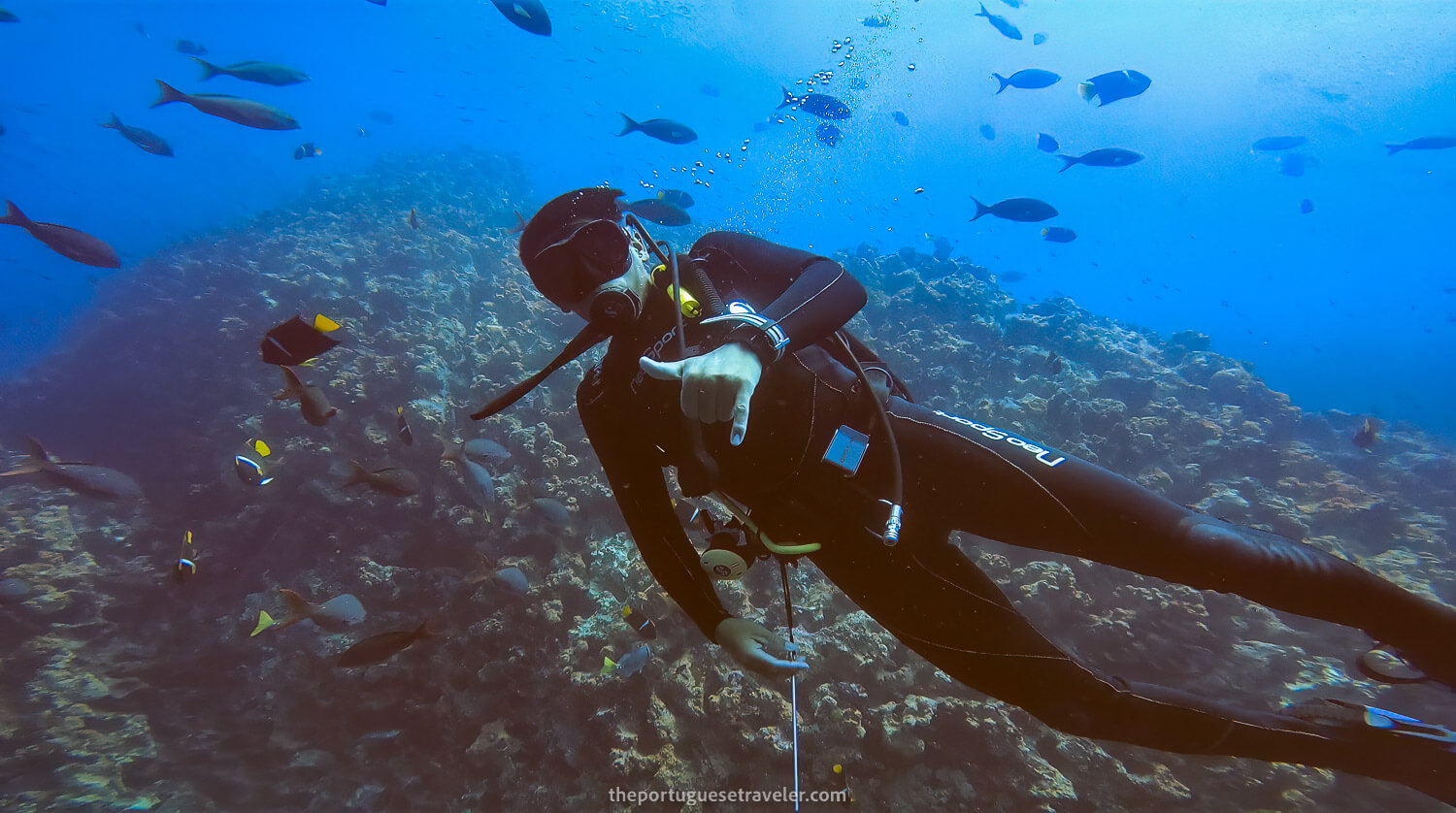 DIVING IN GORDON ROCKS SANTA CRUZ DIVE SITES