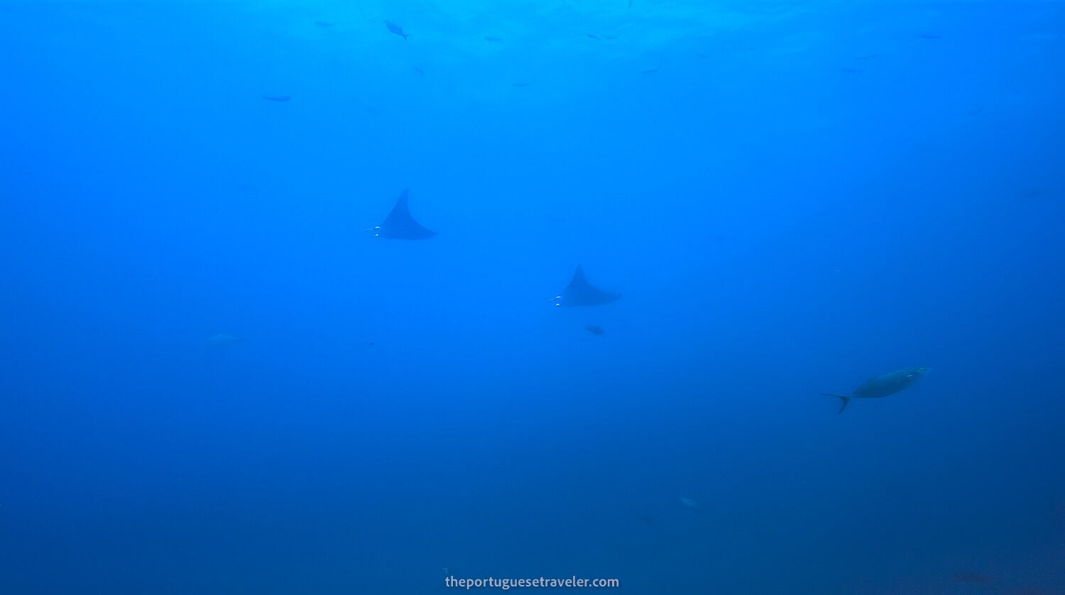 Two Manta Rays swimming in the distance at Gordon Rocks dive site