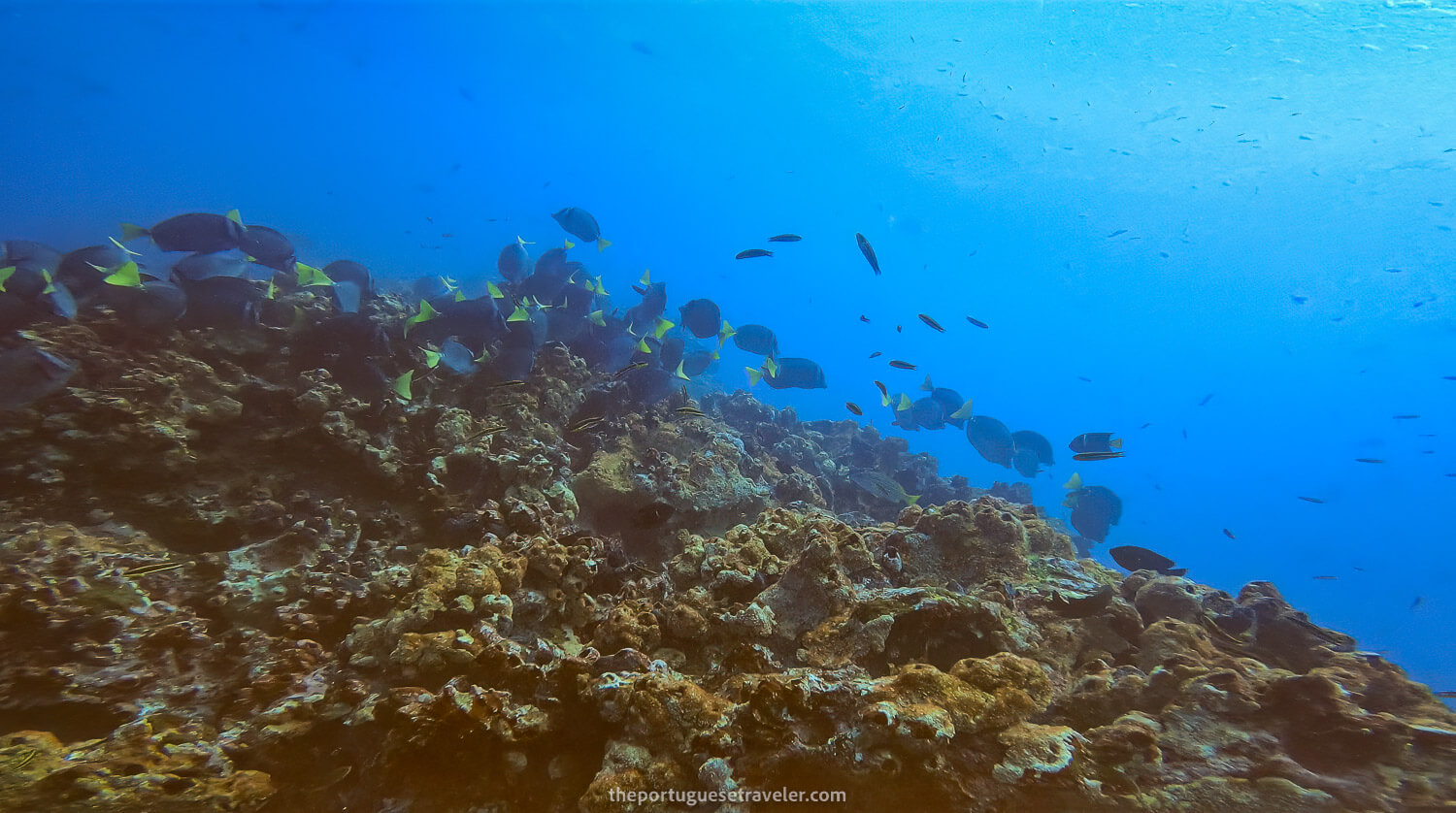 Many Razor Surgeonfish