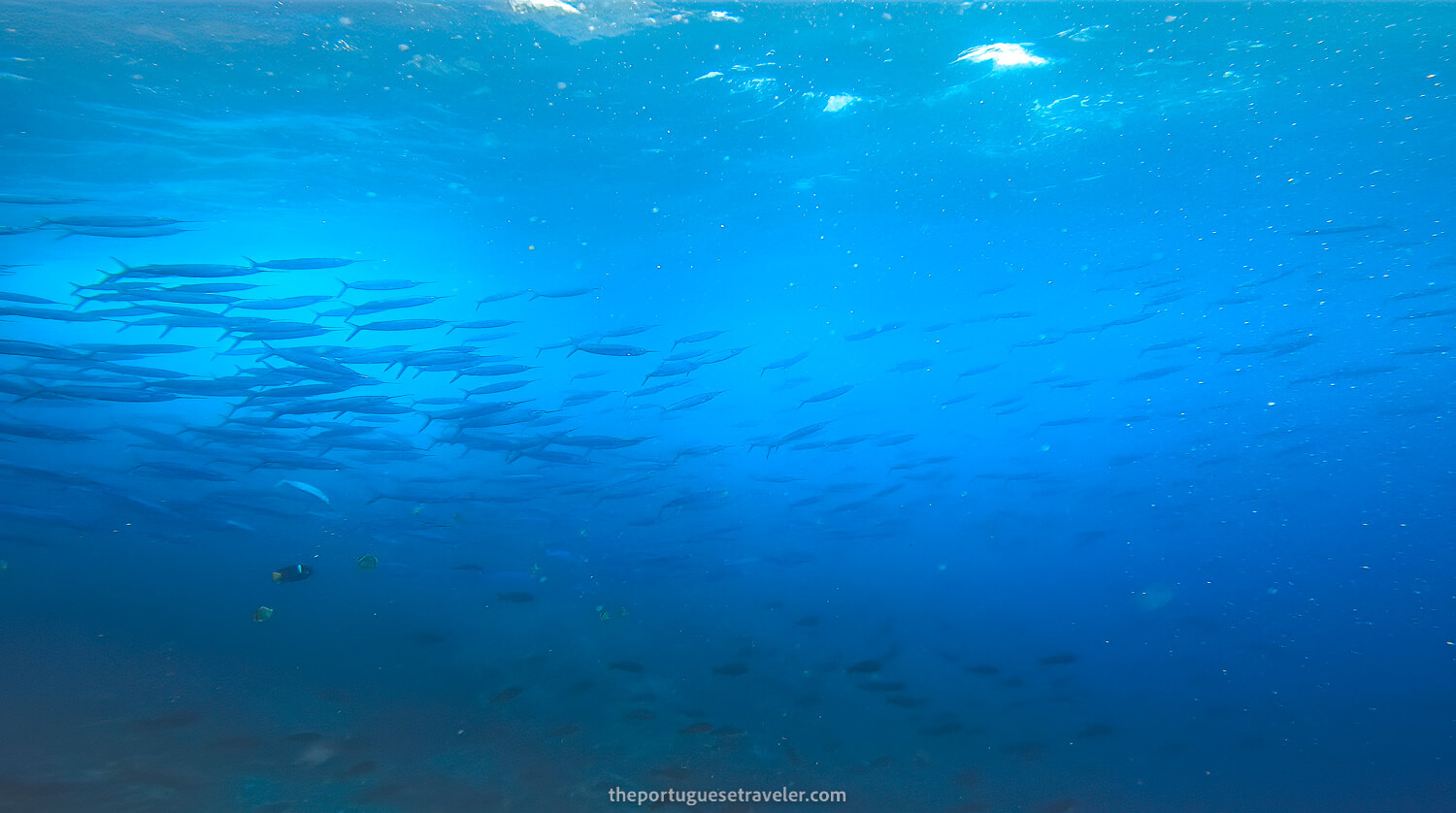 A school of Barracudas at the end of the first dive