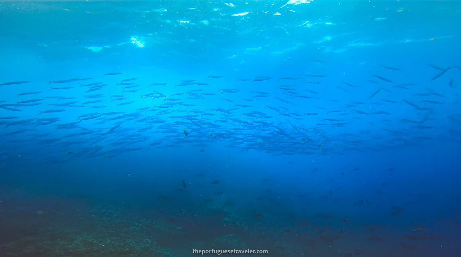 A school of Barracudas at the end of the first dive