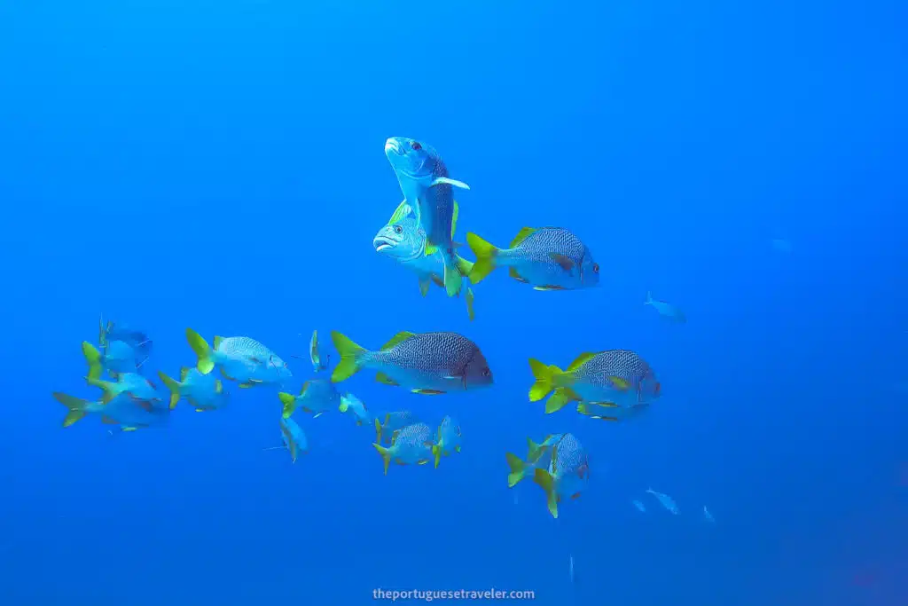 One of the dive sites in Isabela, Galápagos