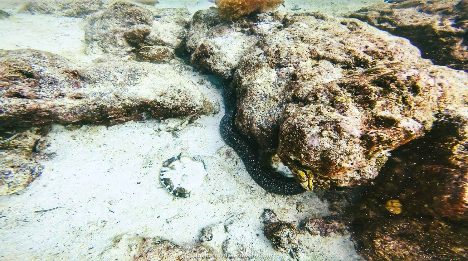 A moray while diving in North Seymour