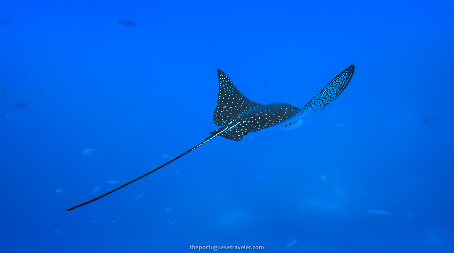 An Eagle Ray in Gordon Rocks dive site