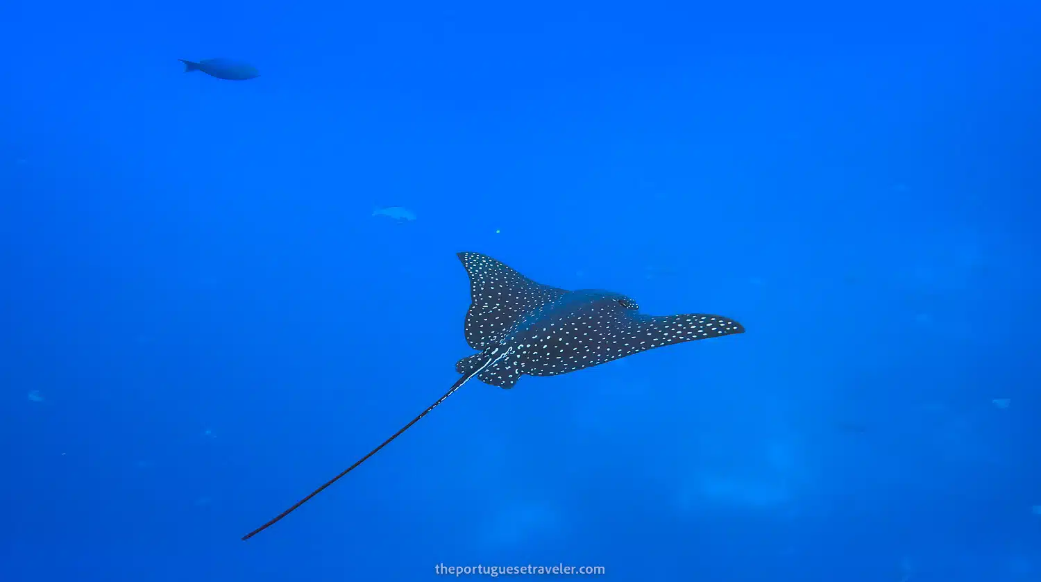 An Eagle Ray in Gordon Rocks dive site in Santa Cruz, Galápagos