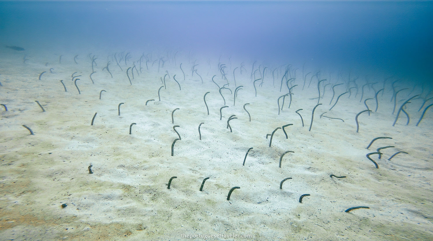 A garden of eels in North Seymour dive site north of Santa Cruz, Galápagos