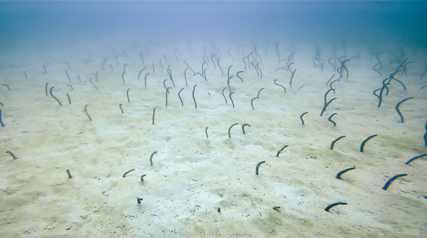 A garden of eels popping their head out every time we moved away while diving in North Seymour