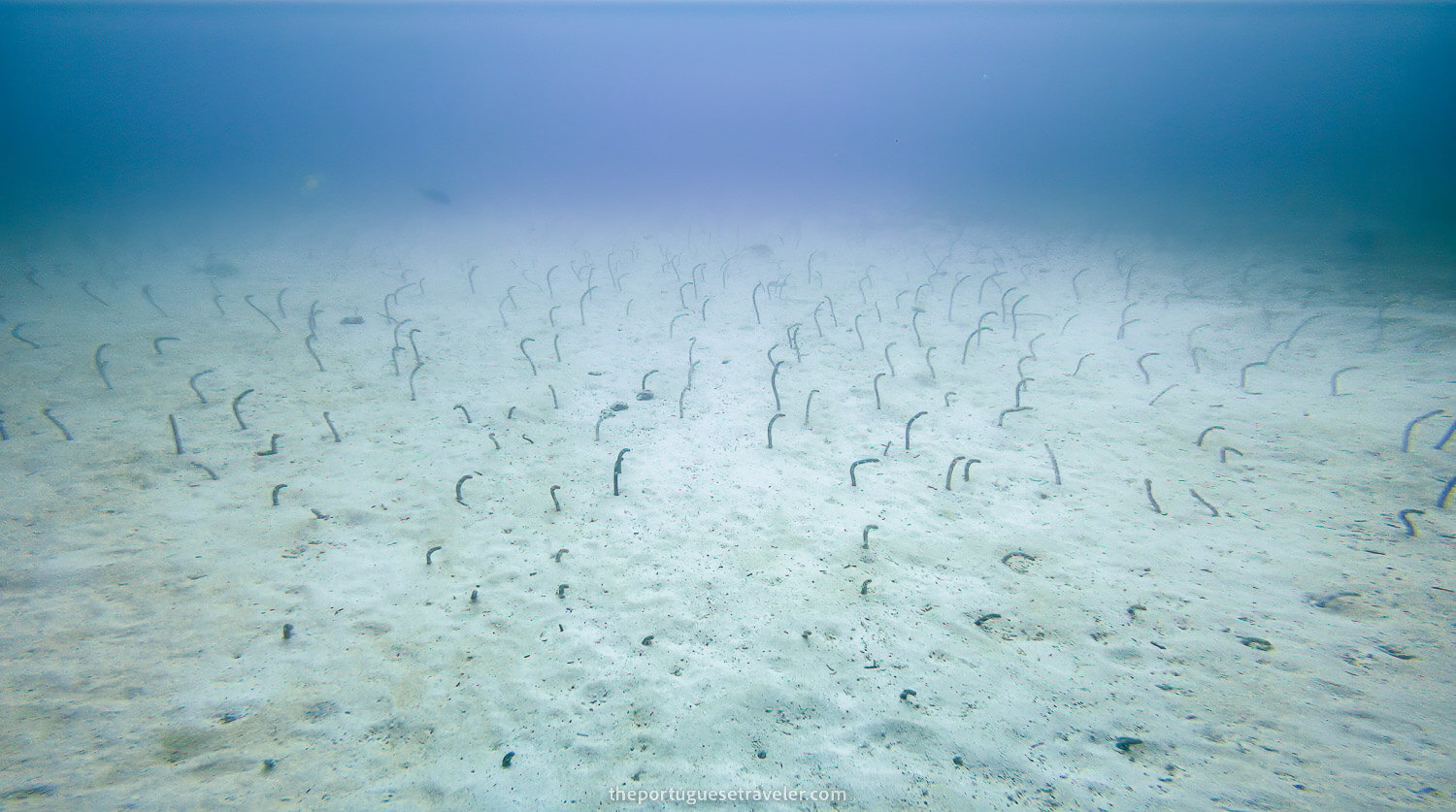 A garden of funny eels while diving in North Seymour